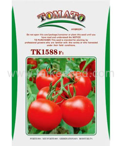 TK1588红果番茄