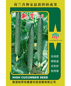新育35黄瓜
