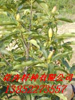 供应花木种子：蓝花楹种子，竹柏种子，菊花种子，毛竹种子