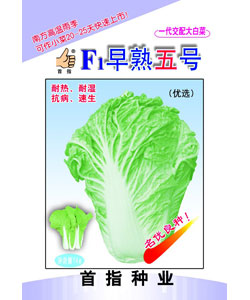 优选 早熟五号