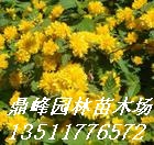 低价苗：木槿，连翘、迎春，红叶小檗、金叶女贞，紫荆、紫薇