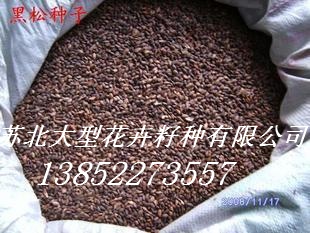 供应：罗汉松种子，蓝花楹种子，黑松种子，玉兰种子，毛竹种子