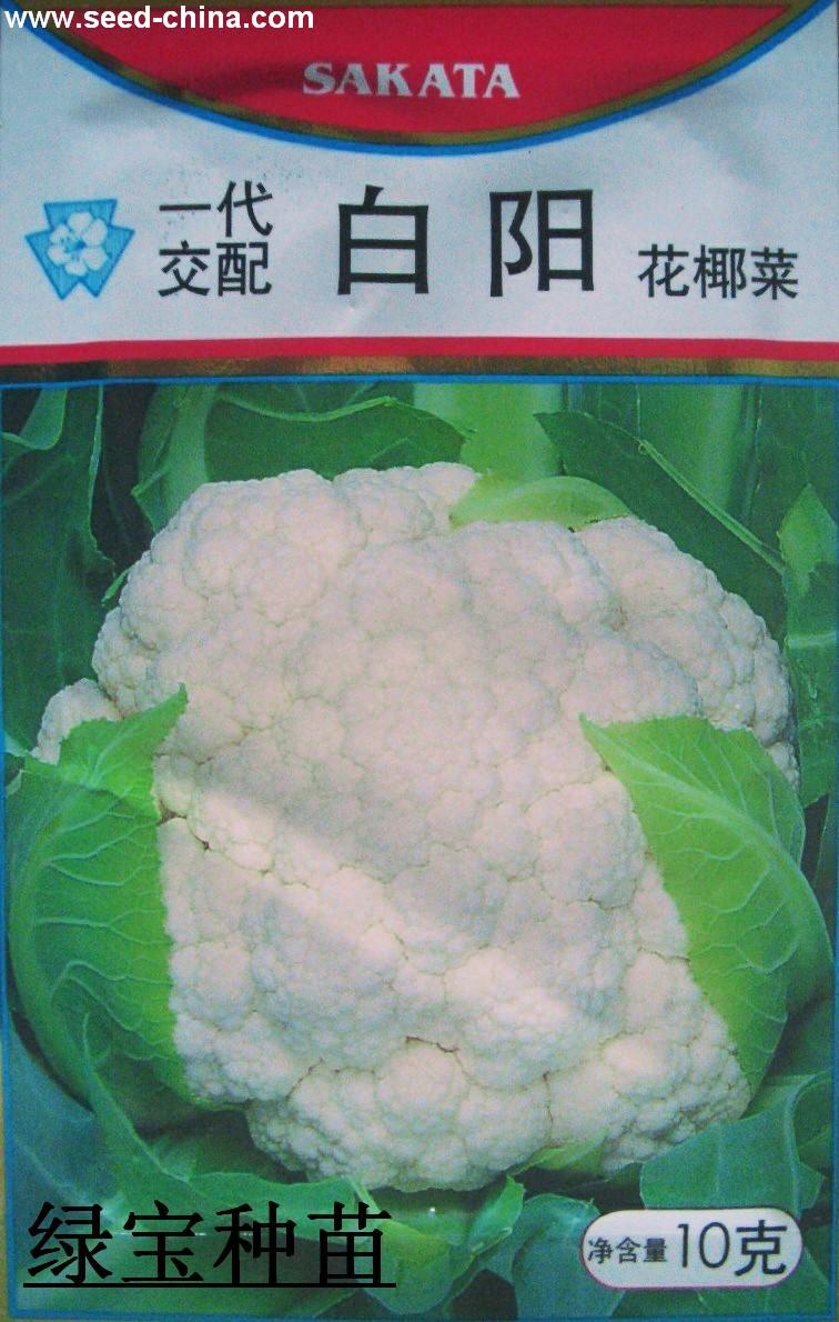 白阳 花椰菜