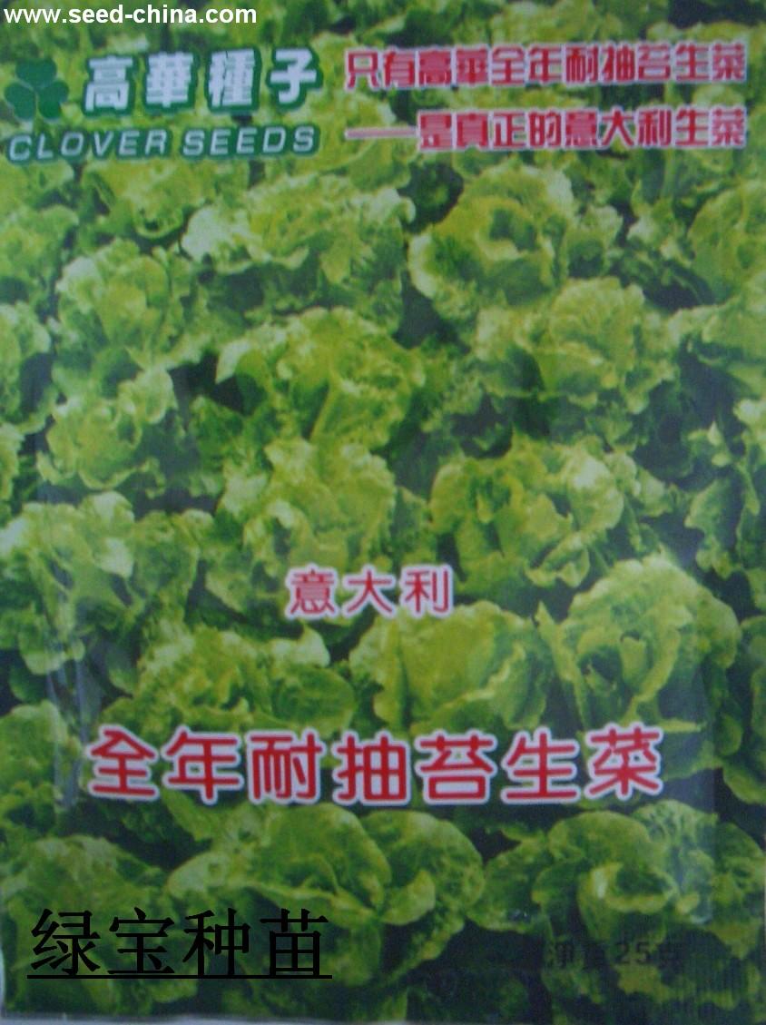 意大利生菜【高华种子】