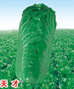 天才
