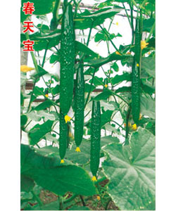 春天宝