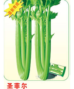 圣菲尔