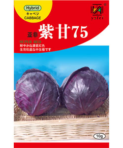 亚非紫甘75