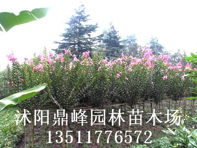 供应：金叶女贞，红叶小檗，木槿，紫薇，红王子锦带