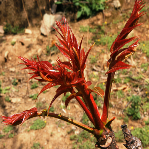 香椿种子|红油香椿种子|香椿芽种子 香椿苗 香椿价格 香椿树