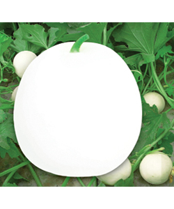 时时彩5星定胆做号工具 时时彩后二单式缩水软