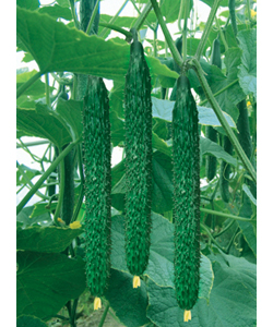 时时彩5星定胆做号工具 时时彩后二单式缩水软