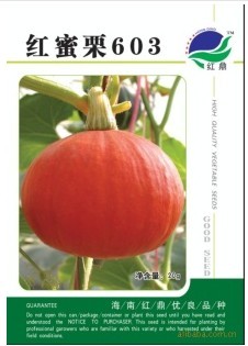 供应红南瓜种子－红蜜粟（603）