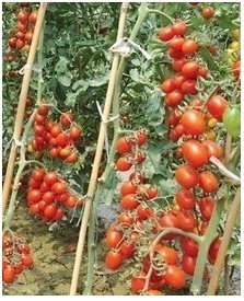 供应樱桃番茄种子－红鼎5号