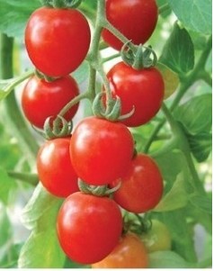 供应樱桃番茄种子－红妃19号