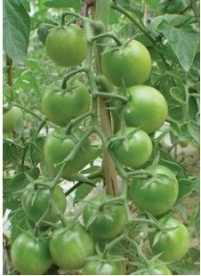 供应樱桃番茄种子－绿翡翠