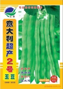 供应豆角种子－意大利超产2号玉豆