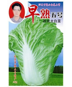早熟五号