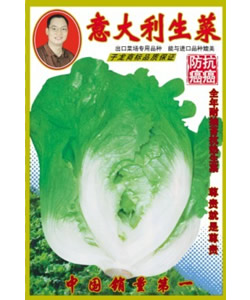 意大利生菜