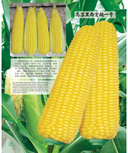 乌苏里西育糯一号