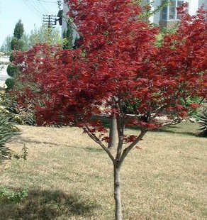 美國紅楓，日本紅楓