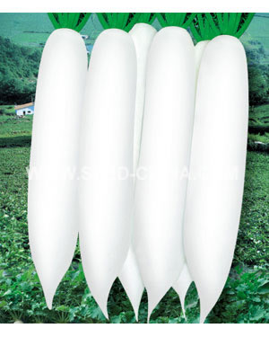 世纪长白春