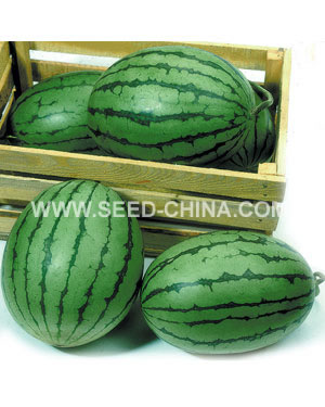 大果早春红玉