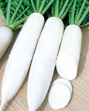 长白龙