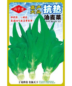 高产大头抗热油麦菜