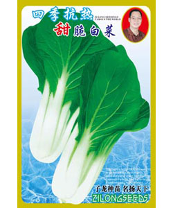 四季抗热甜脆白菜