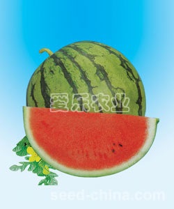 New Light--Middle seeded watermelon