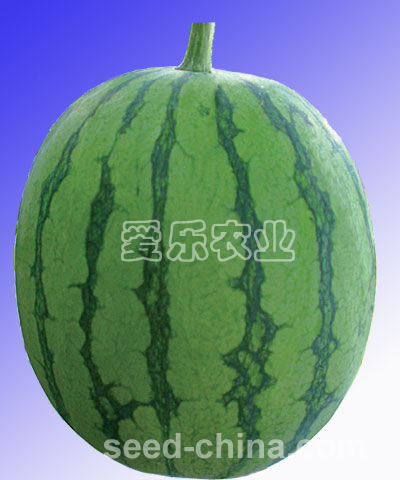 Green Gold --small seedless watermelon