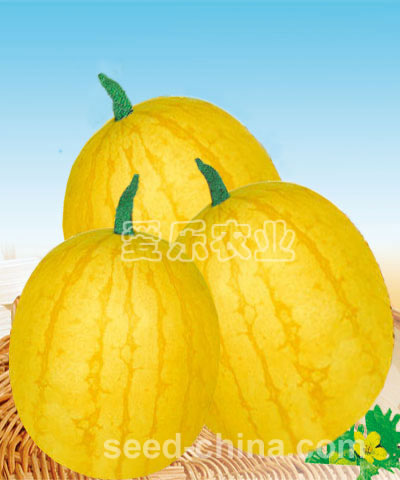 Yellow Gold ---small seedless watermelon
