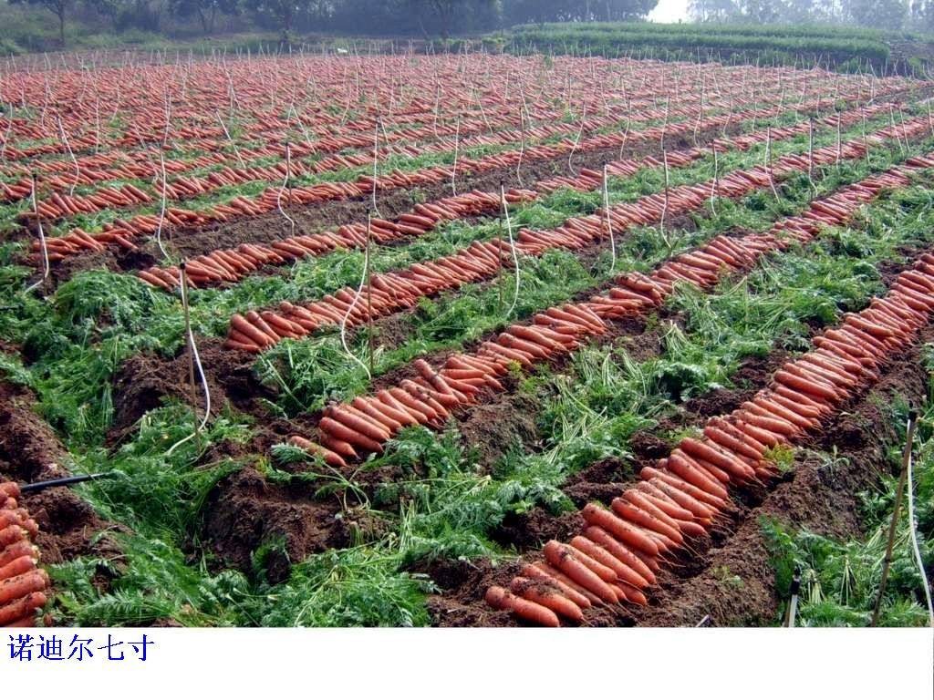 厂家直销韩国进口杂交胡萝卜种子“诺迪尔七寸”