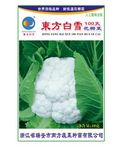 东方白雪100天花椰菜