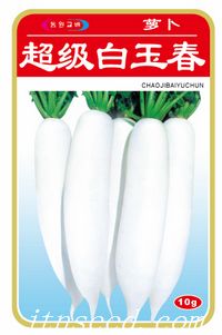 超级白玉春