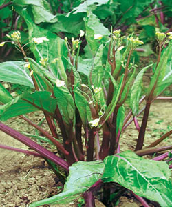  Xianghong Chinese Kale  11