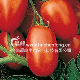 番茄种子-意大利香奈儿-红色卵形番茄