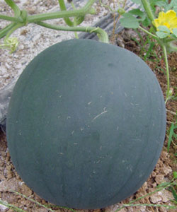 Xiangyu 308(Seedless Watermelon)