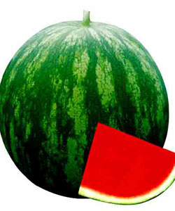 Stripe Marshal(Seedless Watermelon)