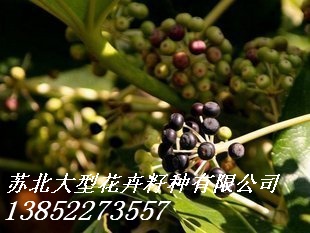 供应沙藏红豆杉种子,美国改良红枫种子,桂花种子,蓝花楹种子,八角金盘种子