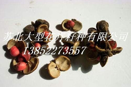 销售红叶石楠种子,红花继木种子,红枫种子,红豆杉种子,金边麦冬种子,含笑种子