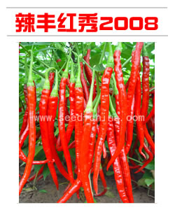 辣丰红秀2008