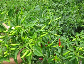 韩国进口一代杂交朝天椒种子“单生六号F1”