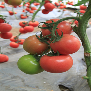 番茄种子----粉特优（高抗TY病毒）