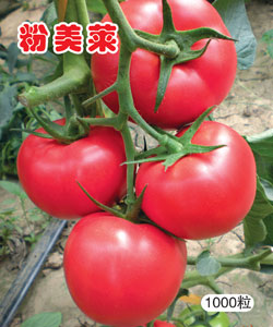 番茄种子---粉美莱（高抗TY病毒）