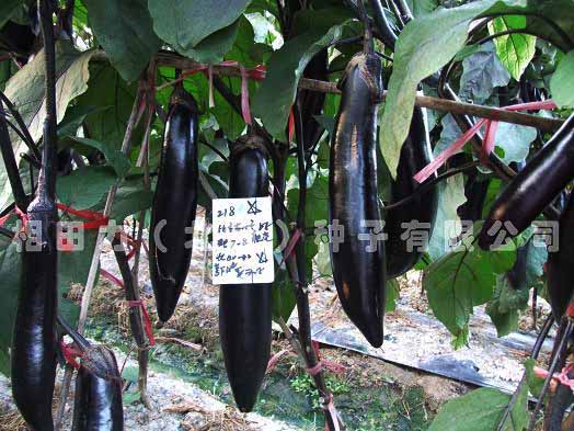 时时彩 8码 naliyou 黑龙江时时彩 -江西11选5走