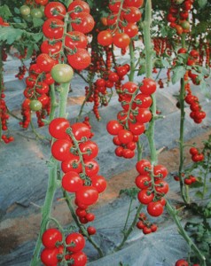 番茄种子——新贵（高抗TY病毒） 
