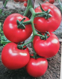 番茄种子——改良八号（高抗TY病毒） 