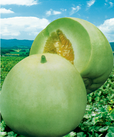 Jade Melon